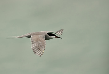 White-cheeked tern in flight, Bahrain 