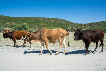 travel from damaraland to kaokoveld in namibia