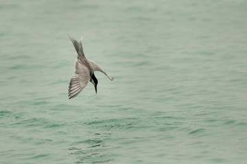 White-cheeked tern diving, Bahrain 