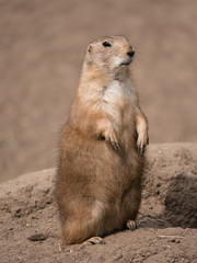 Nahaufnahme eines stehenden Präriehundes, Cynomys