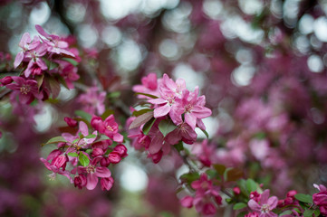 The flower of the Japanese cherry blossoms in the spring