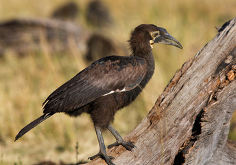 A juvenile  Southern Ground Hornbill near a tree, Masai Mara, kenya
