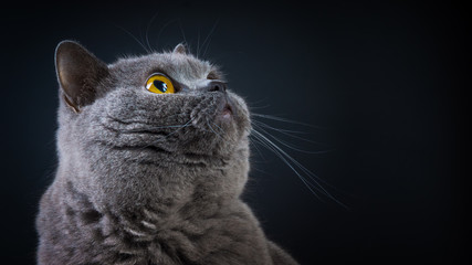 Beautiful British Shorthair cat looks up, close-up, copy space.