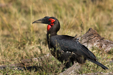 The Southern Ground Hornbill near a tree, Masai Mara, kenya