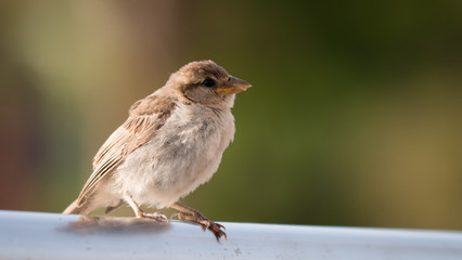 Spatz, Sperling weiblich vor grünem Hintergrund, Passer domesticus