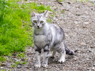 Naklejka na ściany i meble A curious grey cat walks through the garden in search of adventure
