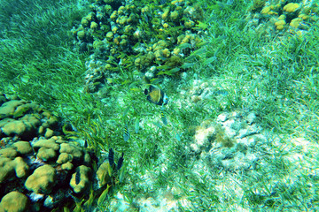 French Angelfish on the seaweed and corals background