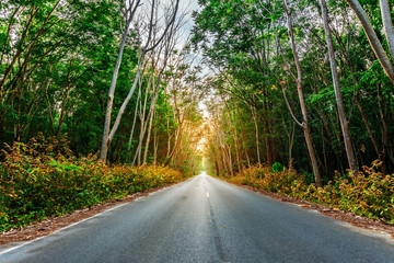 Road with Para rubber tree, latex rubber plantation and tree rubber