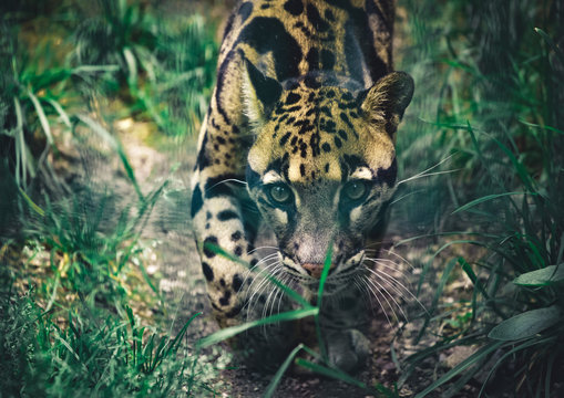 The portrait of leopard Nebel Parder in a Zoo