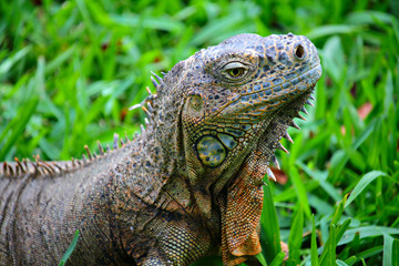Green lizard iguana on the green grass background, shallow focus