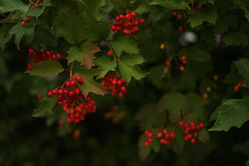 red berries of viburnum on a branch