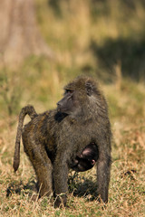 Olive baboon, Masai Mara, kenya