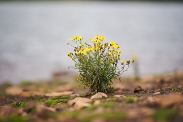 yellow flowers on a background