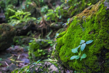 Moss on a rock that is pleasing In nature