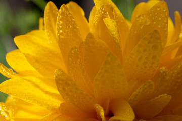 Fototapeta premium Single yellow flower of rudbecia out of focus petals in the background. Close up.