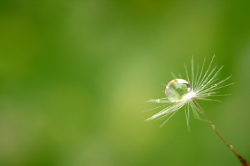 Drop of water on the seed of a dandelion flower on a light green background. Closeup. Artistic image of nature.