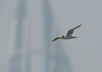 Lesser Crested tern in flight, Bahrain