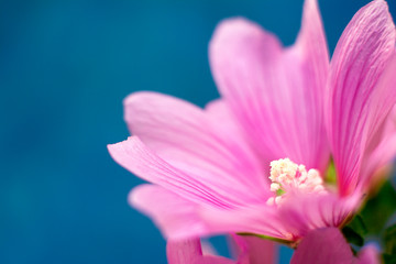 Fantastic pink flower. Close-up. Mallow (Malva silvestris) on the blue background. Copy space for text
