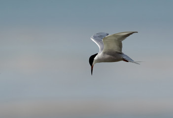 Lesser Crested tern in flight, Bahrain