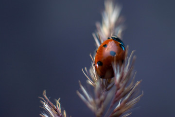 Ladybug sits on dry grass in summer. Copy space for text.
