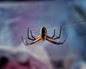 spider on web