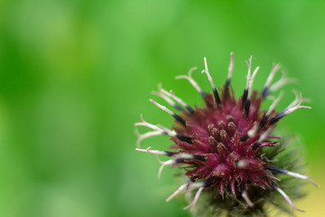 Blooming medicinal plant burdock on natural background. Burdock thorny purple flower. Close-up