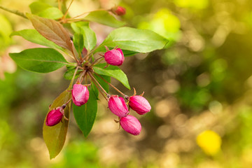 Delicate pink crab buds of apple trees in spring. Blooming apple tree, closed bud. Background wallpaper greeting card