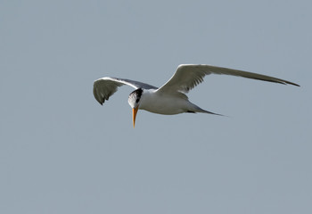Fototapeta na wymiar Lesser Crested tern in flight, Bahrain