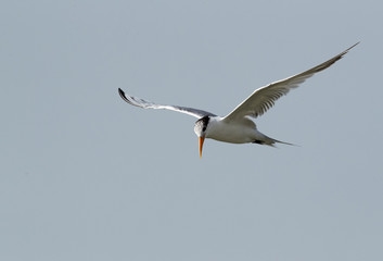 Lesser Crested tern in flight, Bahrain