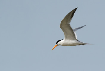 Lesser Crested tern in flight, Bahrain