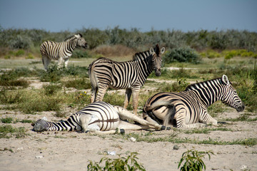 Fototapeta na wymiar game safari im etosha nationalpark namibia