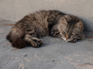 Obraz premium Straßenkatze , auf dem Bürgersteig liegend