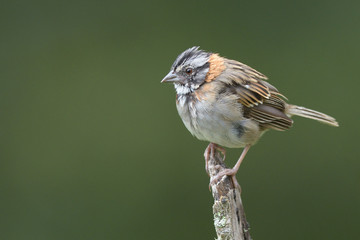 Rufous-collared sparrow on top of branch