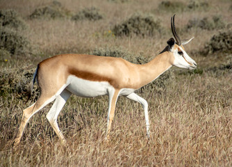 game safari im etosha nationalpark namibia