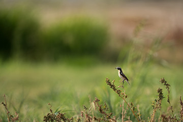 Winchat perched on a bush, Bahrain 