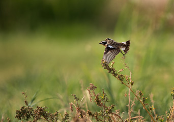 Winchat takeoff from bush, Bahrain 