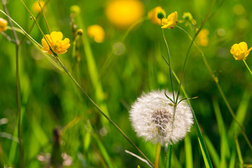 Fluffy dandelion and yellow flowers in the green grass close-up