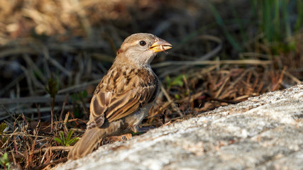 House Sparrow Female Standing