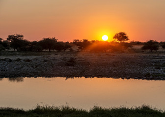 game safari im etosha nationalpark namibia