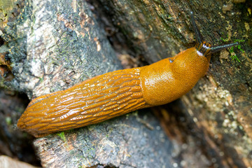 Spanish slug Red roadside Arion vulgaris, close-up. Animal clam yellow