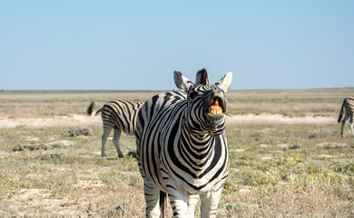 game safari im etosha nationalpark namibia