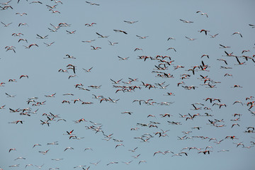 A flock of Greater Flamingos flying at Eker creek, Bahrain 