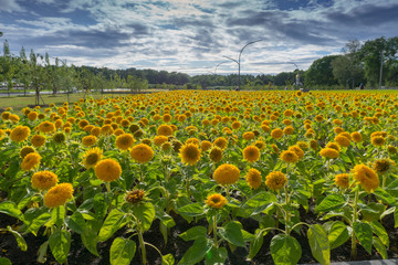 Fototapeta na wymiar Field of sunflowers. Moscow exhibition center