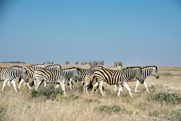 game safari im etosha nationalpark namibia