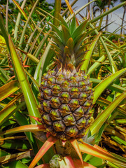 Dole Plantation: Pineapple Plantation O'ahu Hawaii