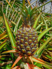 Dole Plantation: Pineapple Plantation O'ahu Hawaii