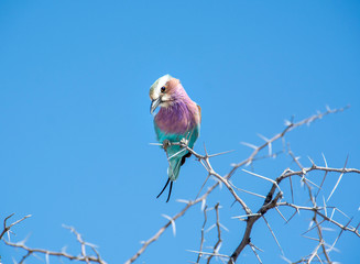 game safari im etosha nationalpark namibia