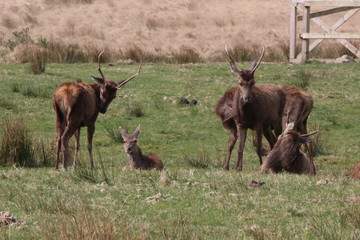 Deer