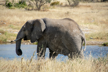 game safari im etosha nationalpark namibia