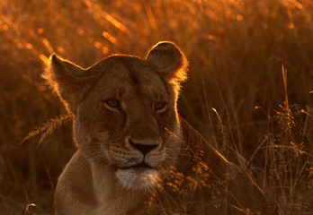 Portrait of a Lioness in the morning light, Masai Mara, Kenya
